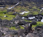 Antarctic tern. Two adults mobbing a southern skua. Rose Island, Auckland Islands, January 2018. Image © Colin Miskelly by Colin Miskelly.