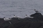 Antarctic tern. Breeding adult (right) roosting with three white-fronted terns. Enderby Island, Auckland Islands, January 2018. Image © Colin Miskelly by Colin Miskelly.