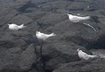 Antarctic tern. Non-breeding adult (lower right) roosting with three white-fronted terns. Enderby Island, Auckland Islands, January 2018. Image © Colin Miskelly by Colin Miskelly.