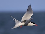 Arctic tern. Breeding adult. Plimmerton Boat Club jetty, May 2016. Image © Imogen Warren by Imogen Warren.