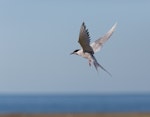 Arctic tern. Adult in breeding plumage. Iceland, January 2012. Image © Sonja Ross by Sonja Ross.