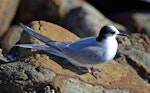 Arctic tern. Immature. Aramoana Mole, Dunedin, April 2015. Image © Jason Wilder by Jason Wilder.