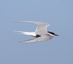 Arctic tern. Adult entering breeding plumage, in flight. Manawatu River estuary, March 2010. Image © Phil Battley by Phil Battley.