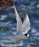 Arctic tern. Immature in flight. Aramoana Mole, Dunedin, April 2015. Image © Jason Wilder by Jason Wilder.