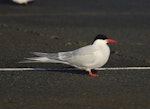 Arctic tern. Breeding adult. Plimmerton Boat Club jetty, May 2016. Image © Imogen Warren by Imogen Warren.