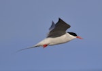 Arctic tern. Breeding adult. Plimmerton Boat Club jetty, May 2016. Image © Imogen Warren by Imogen Warren.