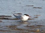 Arctic tern. Adult losing breeding plumage. Manawatu River estuary, September 2010. Image © Alan Tennyson by Alan Tennyson.