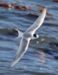 Arctic tern. Immature in flight. Aramoana Mole, Dunedin, April 2015. Image © Jason Wilder by Jason Wilder.