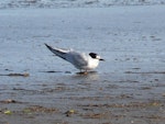 Arctic tern. Adult losing breeding plumage. Manawatu River estuary, September 2010. Image © Alan Tennyson by Alan Tennyson.