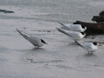 Arctic tern. Adult losing breeding plumage, with white-fronted terns. Manawatu River estuary, September 2010. Image © Alan Tennyson by Alan Tennyson.