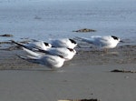 Arctic tern. Adult losing breeding plumage, with white-fronted terns. Manawatu River estuary, September 2010. Image © Alan Tennyson by Alan Tennyson.