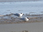 Arctic tern. Adults, going into non-breeding plumage. Manawatu River estuary, September 2010. Image © Alan Tennyson by Alan Tennyson.