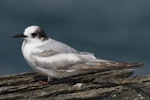 Arctic tern. Immature. Aramoana Mole, Otago Harbour, October 2011. Image © Glenda Rees by Glenda Rees.