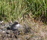 Arctic tern. Chick. Iceland, July 2012. Image © Sonja Ross by Sonja Ross.