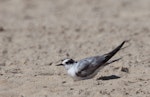 Arctic tern. Immature bird on beach. Mordialloc, Victoria, Australia, November 2010. Image © Sonja Ross by Sonja Ross.