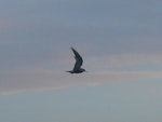 Arctic tern. Adult in flight. Manawatu River estuary, September 2010. Image © Alan Tennyson by Alan Tennyson.