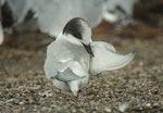 Arctic tern. Non-breeding plumage. Thornton Beach, Bay of Plenty, February 2011. Image © Tim Barnard by Tim Barnard.