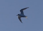 Arctic tern. Adult moulting out of breeding plumage. At sea off the Bounty Islands, October 2019. Image © Alan Tennyson by Alan Tennyson.