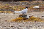 Arctic tern. Adult in breeding plumage on the ground, with ruffled feathers. Ny Alessund, Svalbard, August 2015. Image © Cyril Vathelet by Cyril Vathelet.