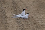 Arctic tern. A pair, on the ground in breeding plumage, one holding a fish in its bill. Ny Alessund, Svalbard, August 2015. Image © Cyril Vathelet by Cyril Vathelet.