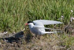 Arctic tern. Adult and chick. Iceland, July 2012. Image © Sonja Ross by Sonja Ross.