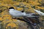 Arctic tern. Adult in breeding plumage. Inner Farne, Northumbria, UK, May 2018. Image © Duncan Watson by Duncan Watson.