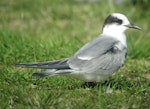 Arctic tern. Non-breeding plumage. Little Waihi estuary, May 2015. Image © Tim Barnard by Tim Barnard.