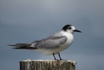 Common tern. Adult non-breeding. Ruawai, Northland, March 2015. Image © Thomas Musson by Thomas Musson.