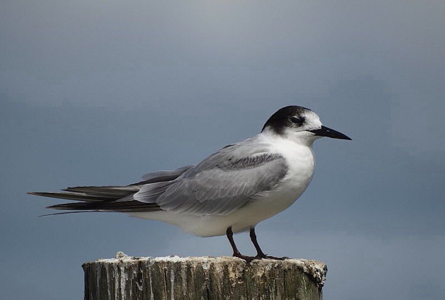 Common tern. Adult non-breeding. Ruawai, Northland, March 2015. Image © Thomas Musson by Thomas Musson.