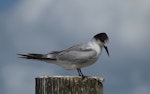 Common tern. Adult non-breeding. Ruawai, Northland, March 2015. Image © Thomas Musson by Thomas Musson.