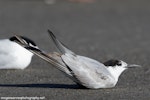 Common tern. Adult bird in non-breeding plumage. Foxton estuary, October 2017. Image © Imogen Warren by Imogen Warren.