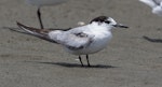 Common tern. Adult in non-breeding plumage. Foxton Beach, October 2017. Image © Imogen Warren by Imogen Warren.