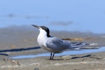 Common tern. Adult in breeding plumage. Foxton Beach, March 2018. Image © Imogen Warren by Imogen Warren.