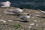 Common tern. Adult in non-breeding plumage with white-fronted tern and red-billed gull. Pukerua Bay, January 1994. Image © Alan Tennyson by Alan Tennyson.