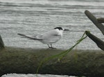 Common tern. Adult in non-breeding plumage. Manawatu River estuary, January 2013. Image © Alan Tennyson by Alan Tennyson.