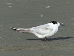 Common tern. Adult in non-breeding plumage. Waikanae River estuary, November 2017. Image © Alan Tennyson by Alan Tennyson.