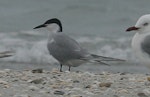 Common tern. Adult in breeding plumage (eastern race 'longipennis'). Walker Island, Rangaunu Harbour, March 2011. Image © Detlef Davies by Detlef Davies.