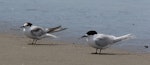 Common tern. Adult bird in non-breeding plumage next to a white-fronted tern in breeding plumage. Foxton Beach, November 2016. Image © Imogen Warren by Imogen Warren.