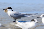 Common tern. Adult in breeding plumage. Foxton Beach, March 2018. Image © Imogen Warren by Imogen Warren.