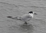 Common tern. Adult in non-breeding plumage. Manawatu River estuary, January 2013. Image © Alan Tennyson by Alan Tennyson.