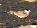 Common tern. Adult in non-breeding plumage. Waikanae Estuary sandspit, December 2022. Image © Alan Tennyson by Alan Tennyson.