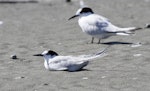 Common tern. Non-breeding bird (sitting) with white-fronted tern in the background. Manawatu River estuary, January 2014. Image © Phil Battley by Phil Battley.