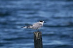 Common tern. Adult in non-breeding plumage. Lake Rotokawau, Kaipara Harbour, February 1990. Image © Alan Tennyson by Alan Tennyson.