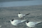 Common tern. Adult losing breeding plumage, with white-fronted terns. Waikanae River estuary, November 1985. Image © Alan Tennyson by Alan Tennyson.