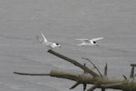 Common tern. Adult in non-breeding plumage, with white-fronted tern (on right). Manawatu River estuary, January 2013. Image © Alan Tennyson by Alan Tennyson.