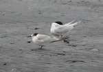 Common tern. Adult in non-breeding plumage, with white-fronted tern. Waikanae, January 2011. Image © Alan Tennyson by Alan Tennyson.