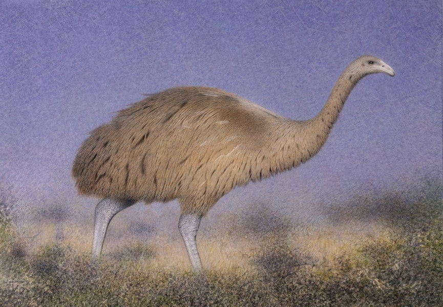 South Island giant moa | Moa nunui. Adult in scrubland (710 x 494 mm watercolour and watercolour pencil on paper). South Island, January 2019. Image © Paul Martinson by Paul Martinson.