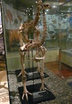 South Island giant moa | Moa nunui. Mounted male skeleton in Otago Museum. Hamilton Swamp, Otago. Image © Alan Tennyson & Otago Museum by Alan Tennyson.