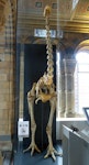 South Island giant moa | Moa nunui. Mounted skeleton in Natural History Museum, London, registration number A608. Image © Alan Tennyson & the Natural History Museum by Alan Tennyson.