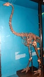 South Island giant moa | Moa nunui. Mounted skeleton in Tring Museum, England. Image © Alan Tennyson & the Natural History Museum by Alan Tennyson.